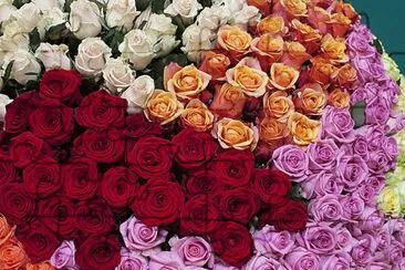 Beautiful Roses