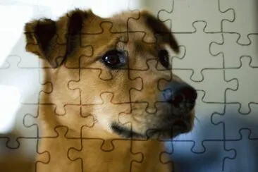 CACHORRO jigsaw puzzle