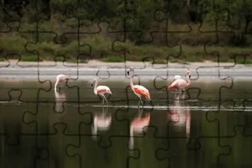 Guyra Pyta - Chaco Paraguayo jigsaw puzzle