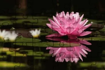 waterlily full jigsaw puzzle