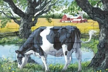 vacas