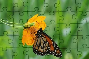 Natureza jigsaw puzzle