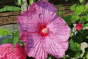 hibiskus