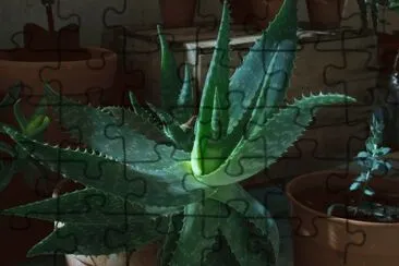 Aloe nocturno jigsaw puzzle