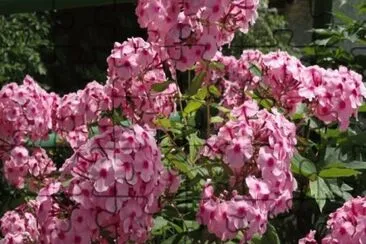 phlox