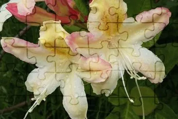 Bellas jigsaw puzzle