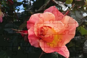 Rosa jigsaw puzzle