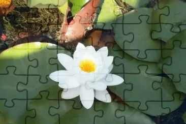 Loto jigsaw puzzle