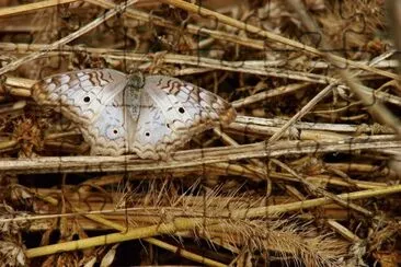 mariposa otoÃ±al