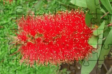 callistemon citrinus