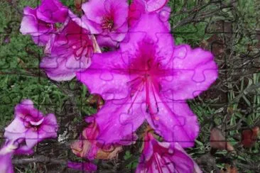 Flor jigsaw puzzle