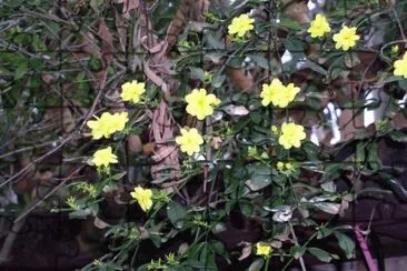 jasminum nudiflorum