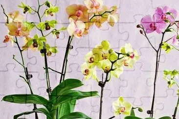 orquideas jigsaw puzzle