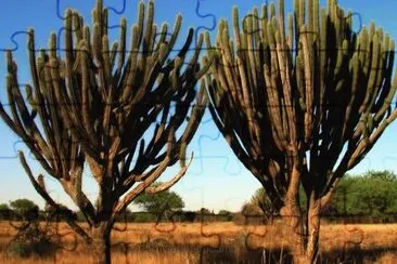 En Los Quiroga. Santiago del Estero. Argentina