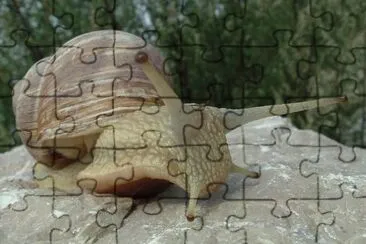 Lumaca 2 jigsaw puzzle