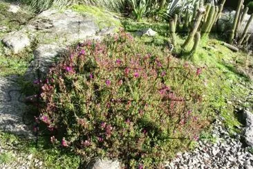 lampranthus zehyerii