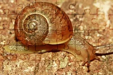 caracol