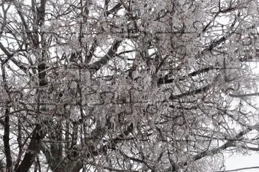 Trees covered in ice