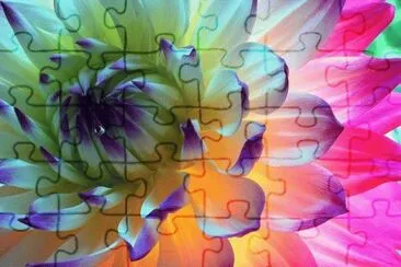 Colorful Dahlia jigsaw puzzle