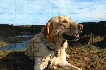 8 jigsaw puzzle