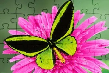 butterfly jigsaw puzzle