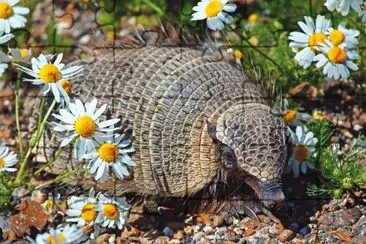 armadillo entre margaritas