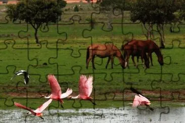 vzla jigsaw puzzle