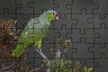 vzla jigsaw puzzle