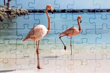 Flamingos