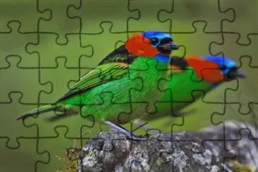 פאזל של colourful bird