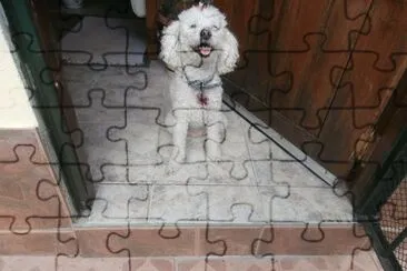 DAISY MI CANICHE jigsaw puzzle