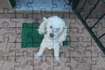 CANICHE jigsaw puzzle