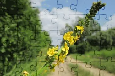 12 jigsaw puzzle