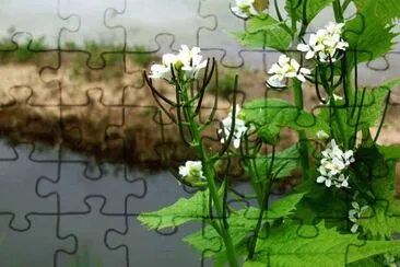 13 jigsaw puzzle