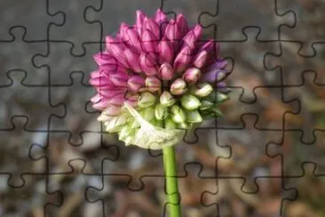 14 jigsaw puzzle