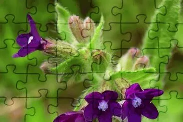 19 jigsaw puzzle