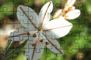 20 jigsaw puzzle