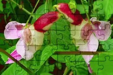 211 jigsaw puzzle