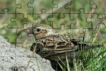 allodola jigsaw puzzle