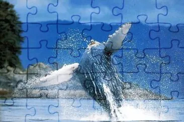 balena jigsaw puzzle