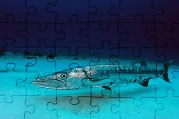 barracuda jigsaw puzzle