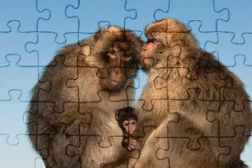 bertuccia jigsaw puzzle