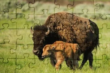 bisonte jigsaw puzzle