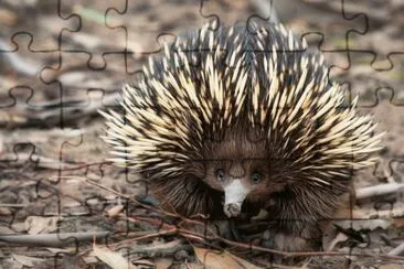 echidna