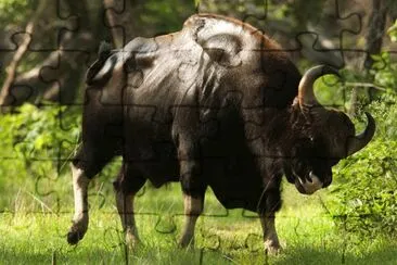 gaur