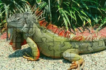 פאזל של iguana