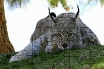 lince