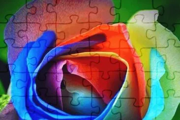 Its a Rainbow Rose jigsaw puzzle