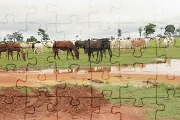 Vacas e Cavalos Pastando