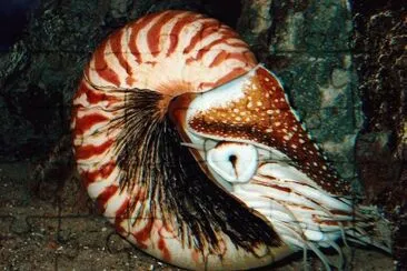 nautilo